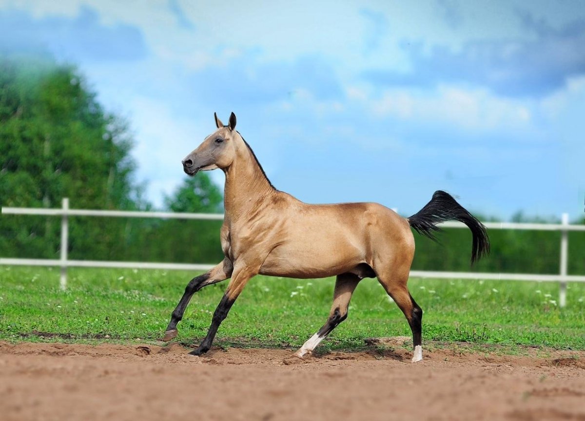 Ахалтекинский жеребец Гайгысыз