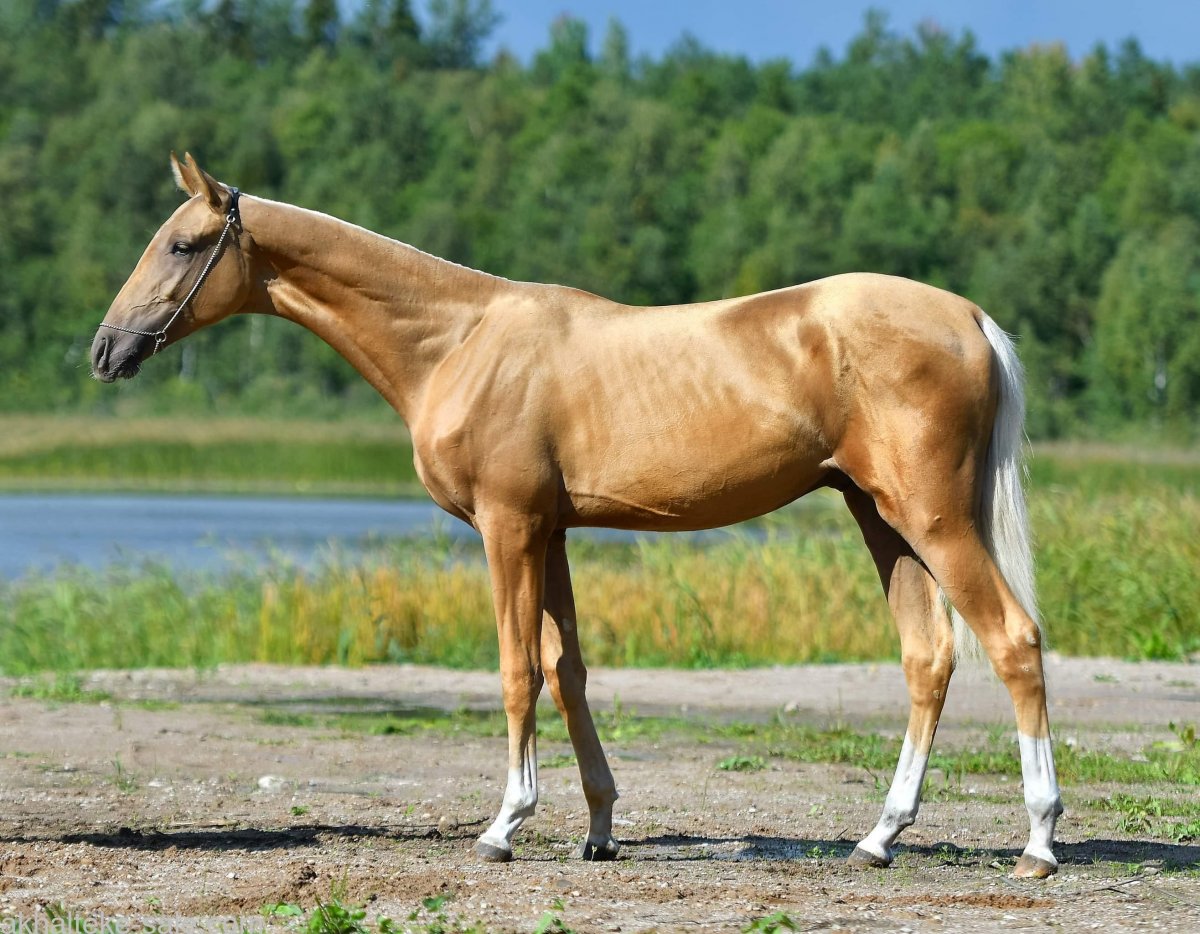 Буланый ахалтекинец