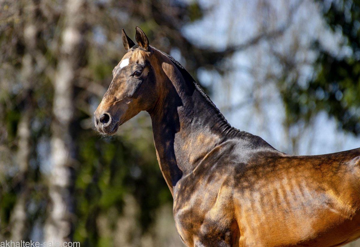 Караковый ахалтекинец