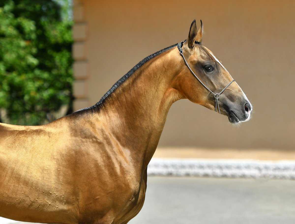 Изабелловая масть лошади