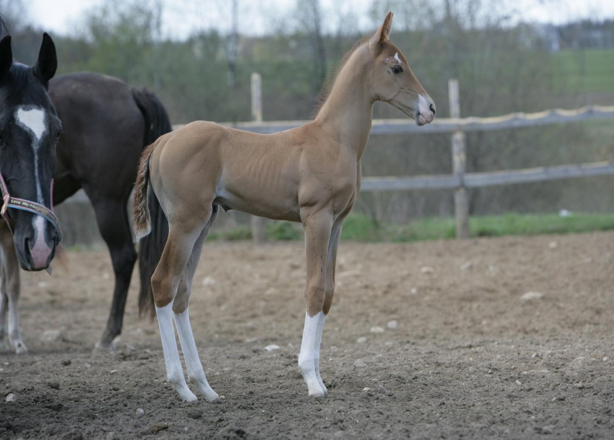 Порода лошадей ахалтекинец