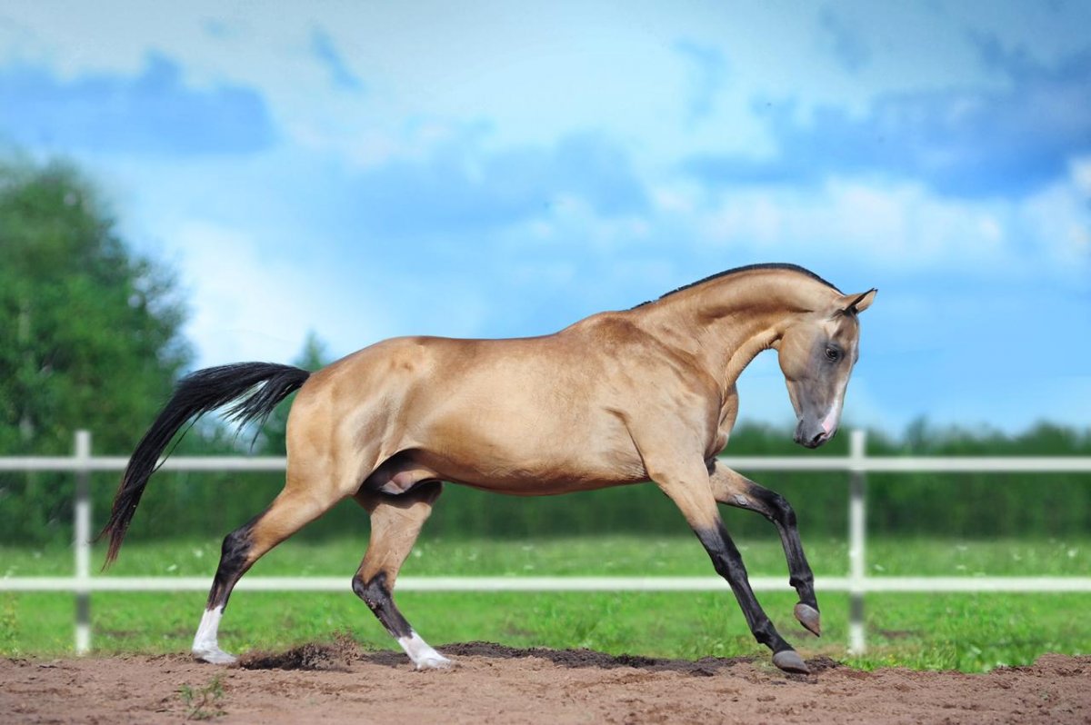 Абигаль кобыла Ахалтекинская