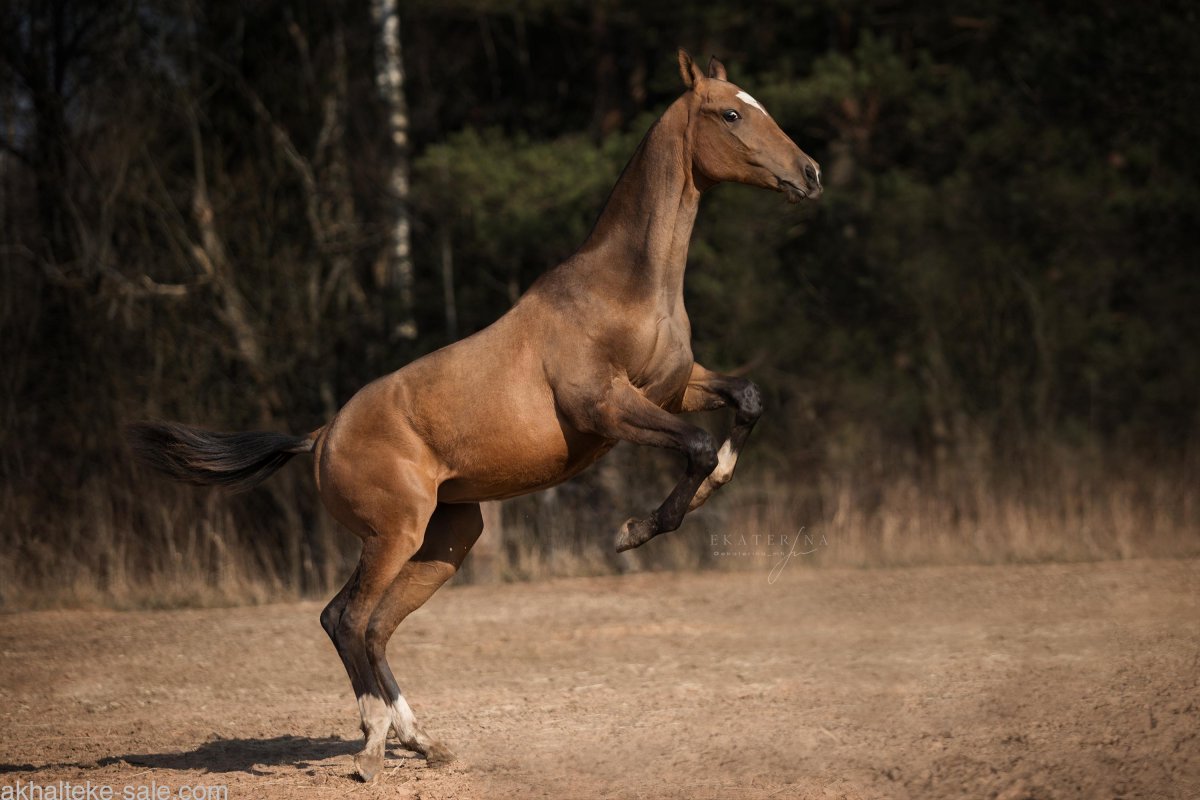Ахалтекинская порода лошадей