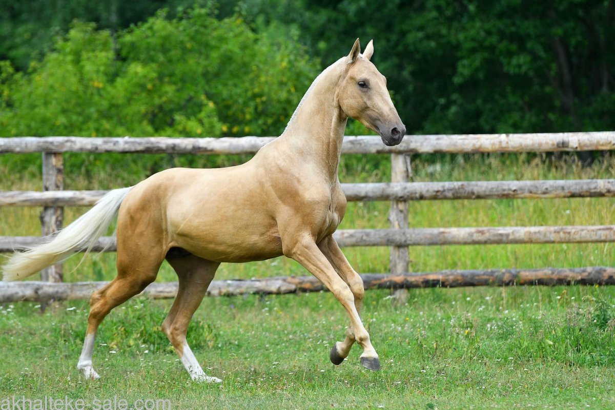 Жемчужный ахалтекинец