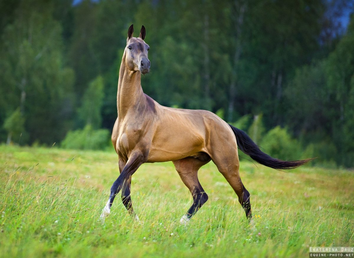 Вера жеребец