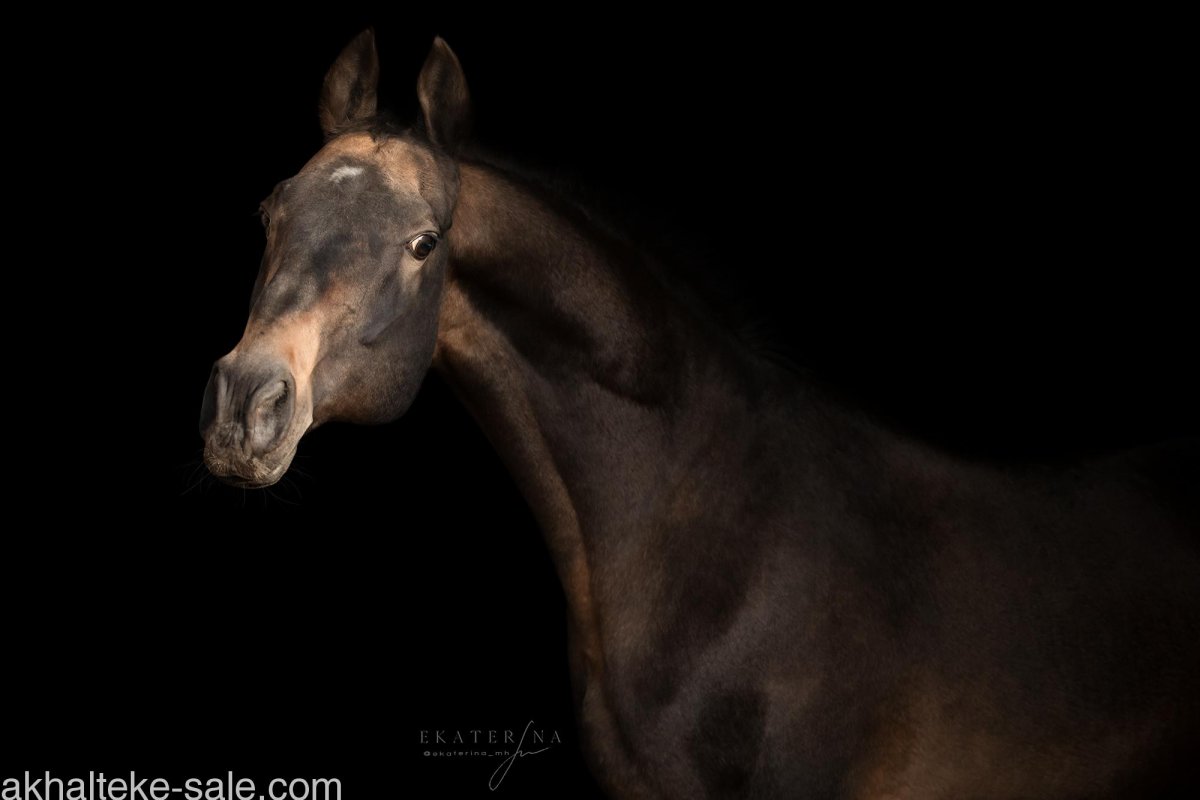 Экстерьер ахалтекинской чистокровной лошади