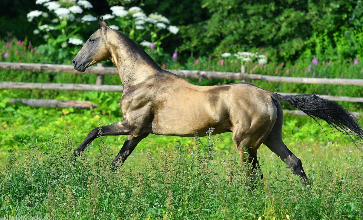Кремовая Ахалтекинская лошадь