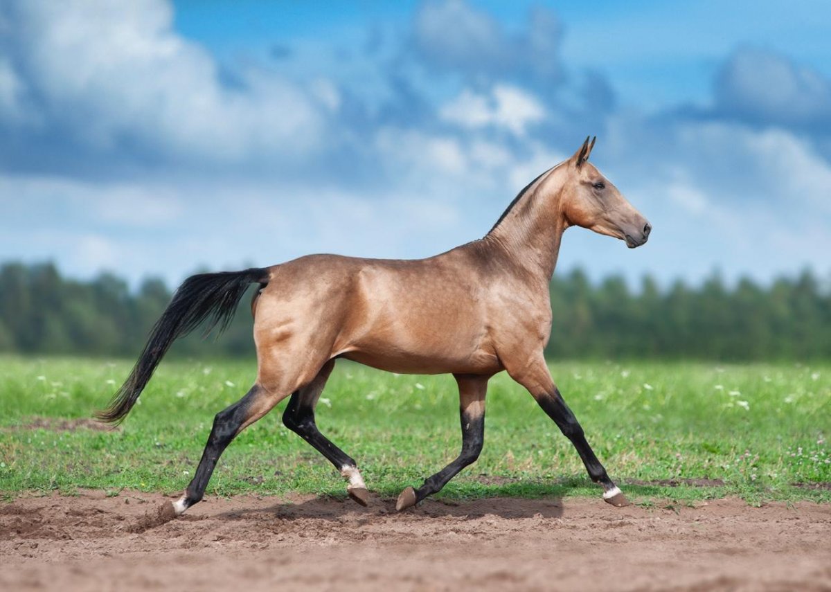 Ахалтекинская лошадь