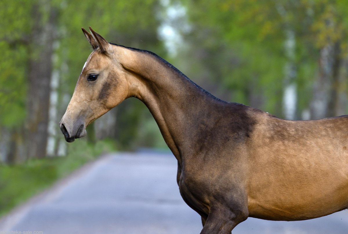 Ахалтекинская лошадь атом