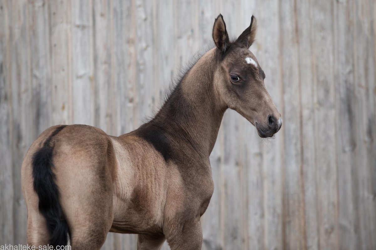 Самая дорогая лошадь в мире цена