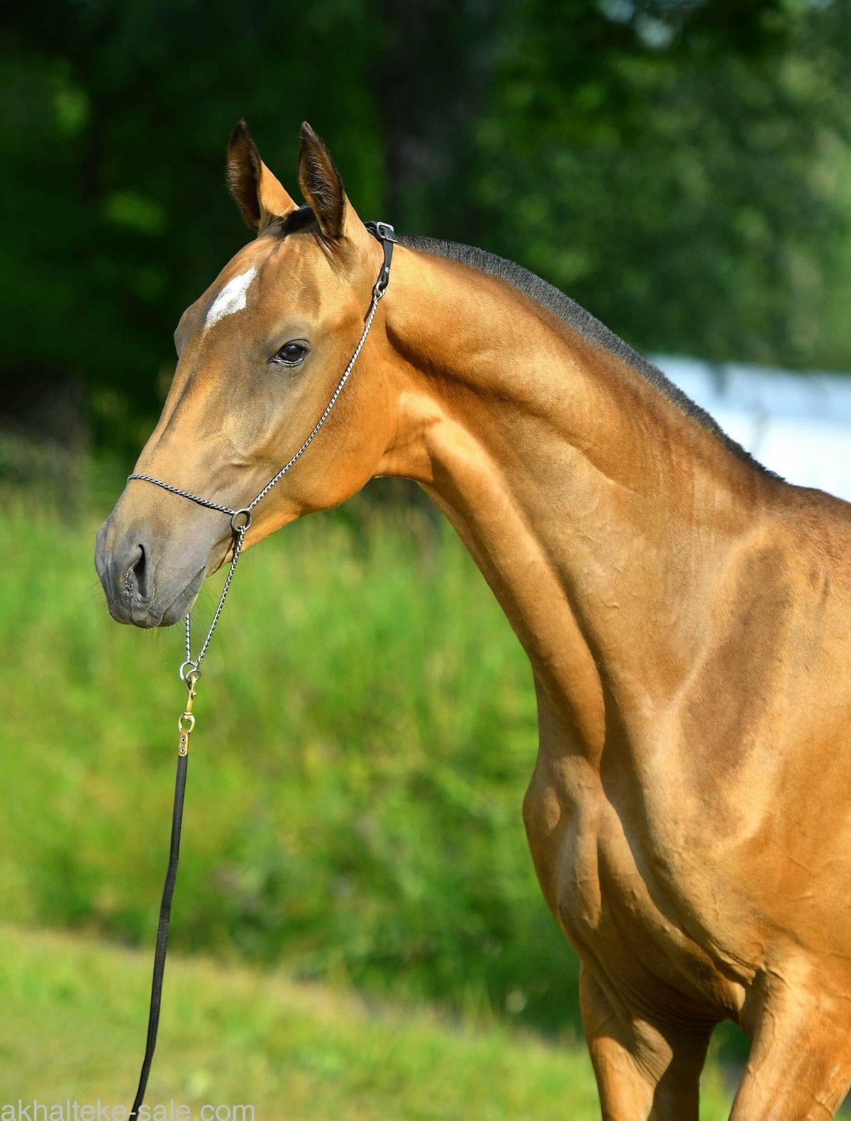 Ахалтекинская лошадь табун