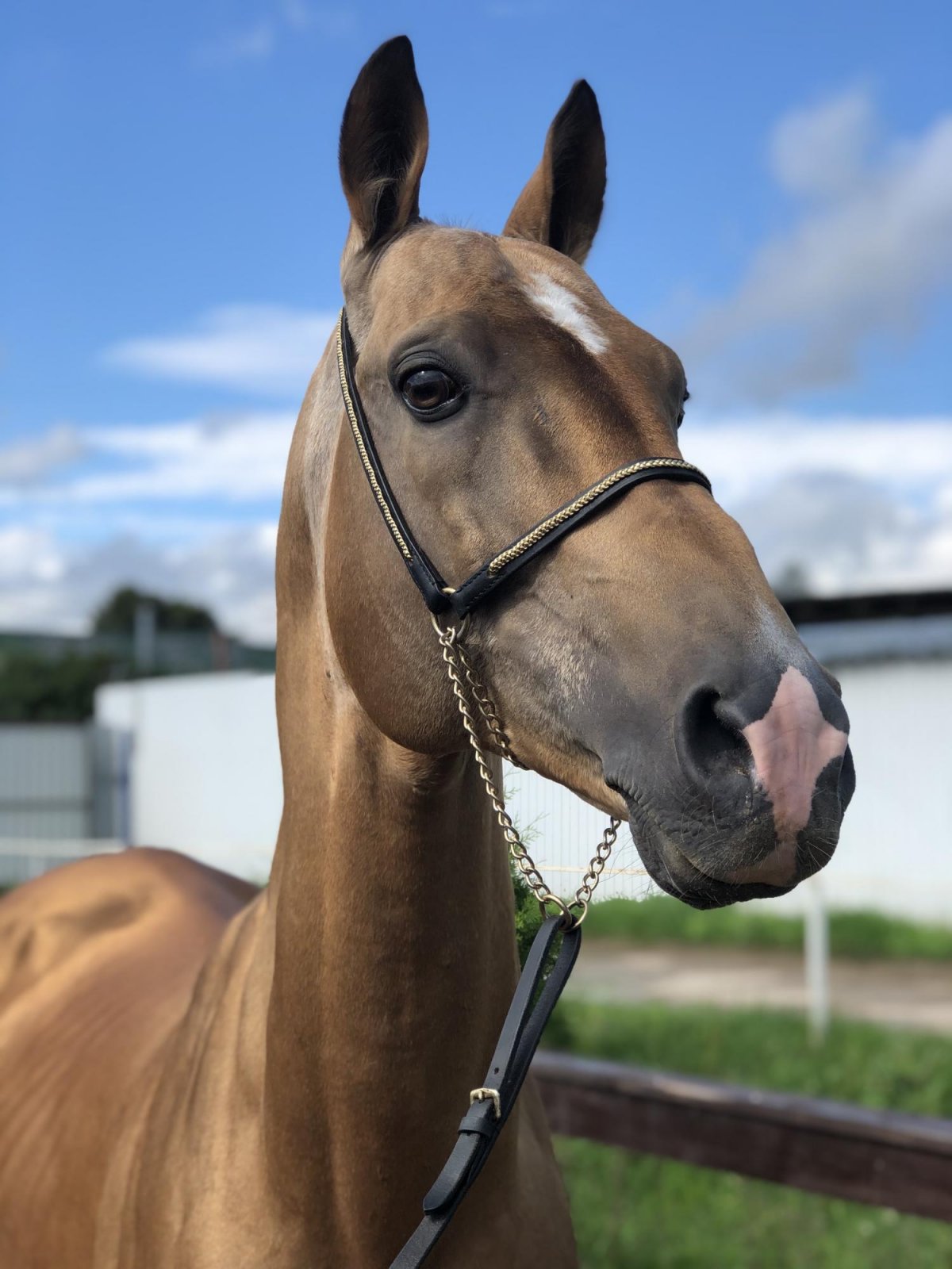 Ахалтекинская порода лошадей