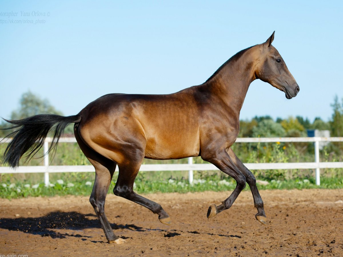 Аргамак ахалтекинский жеребец