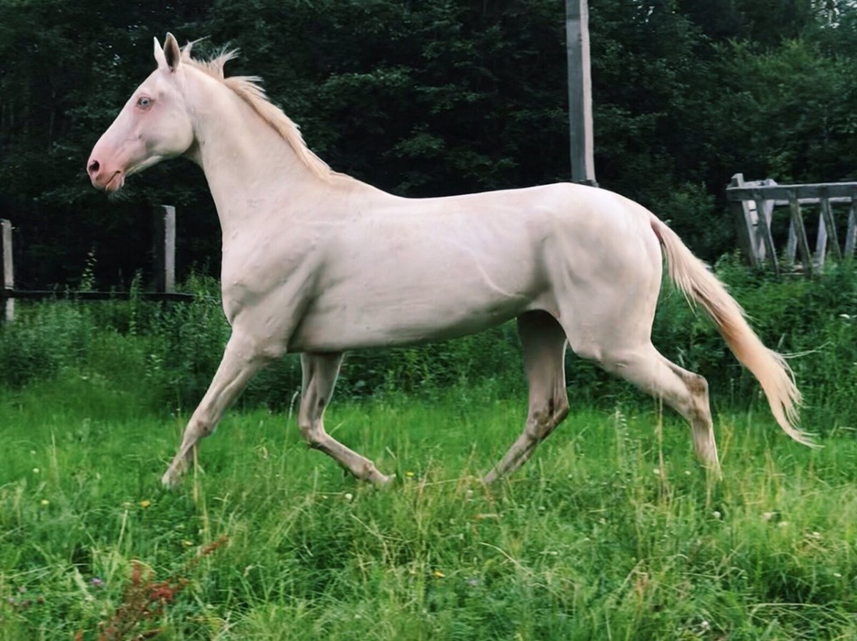 Ахалтекинская лошадь Золотая