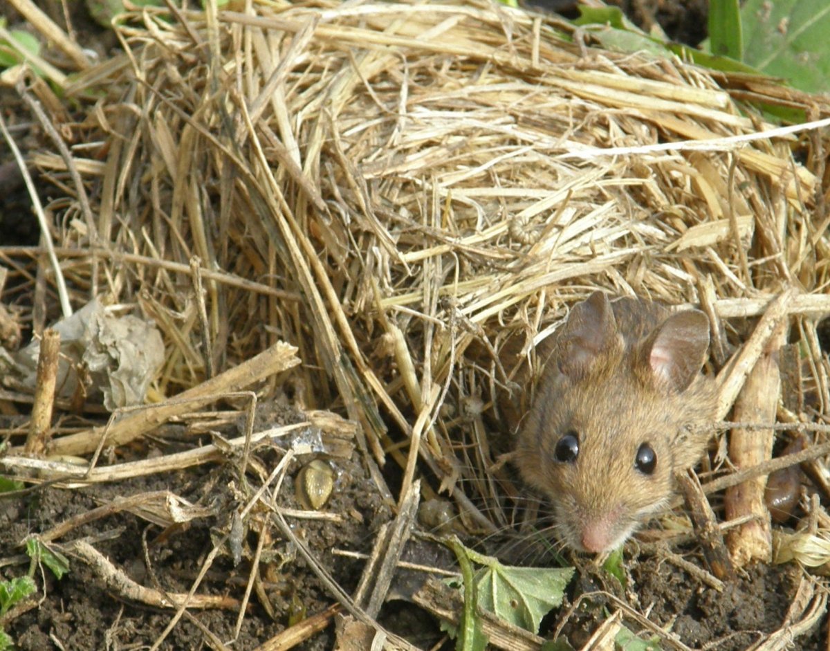 Мышка полевка маленькая