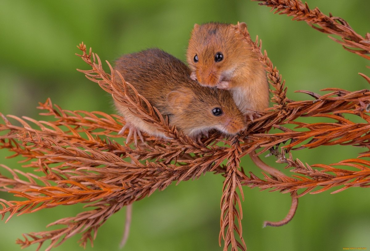 Мышь-Малютка (лат. Micromys minutus)