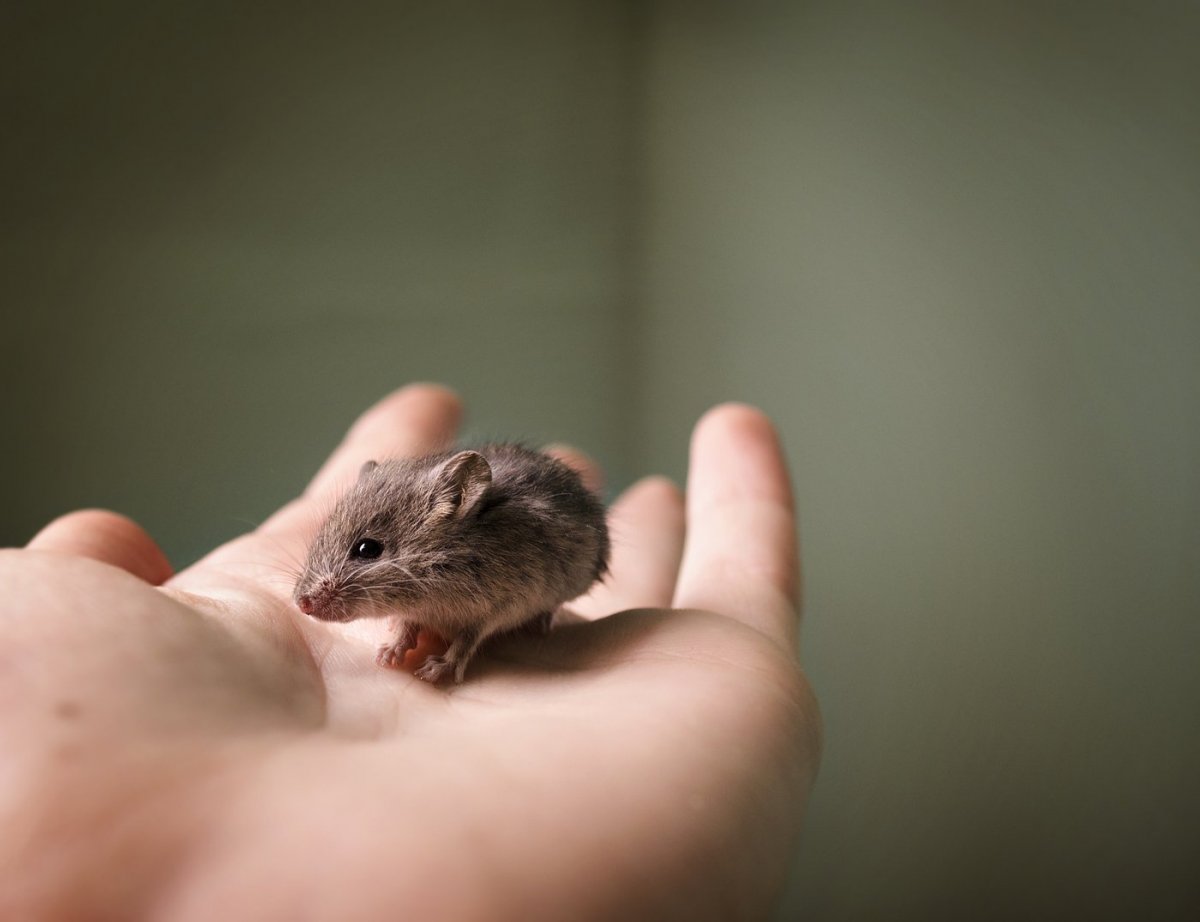 Желтобрюхие полевки