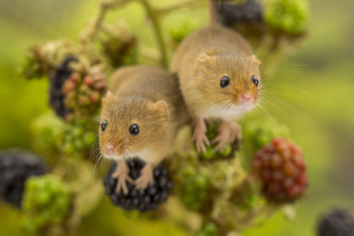 Мышь-Малютка (лат. Micromys minutus)