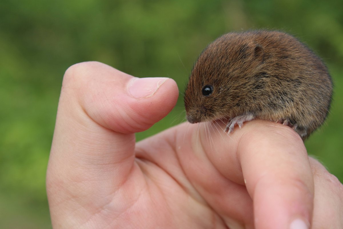 Полевка хомяк