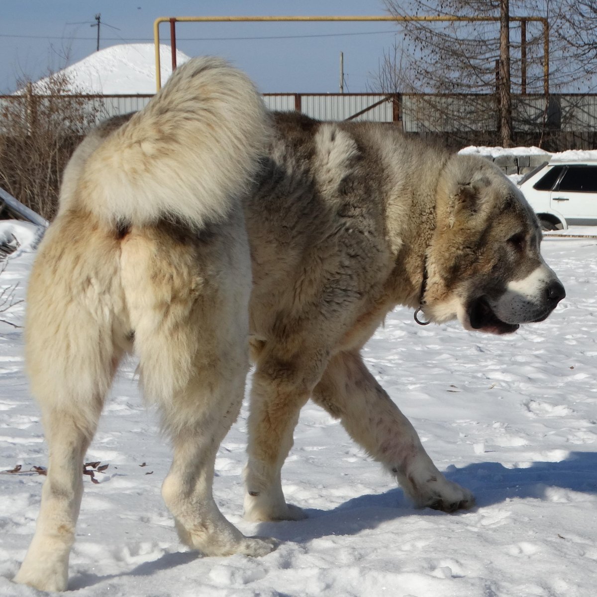 Кавказская овчарка Горцы