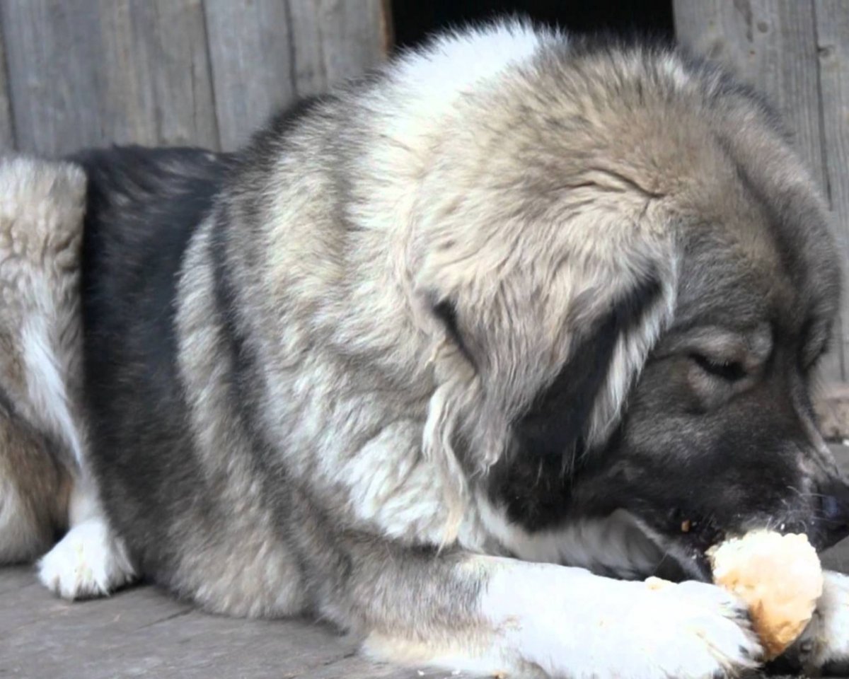 Метис алабая и ретривера