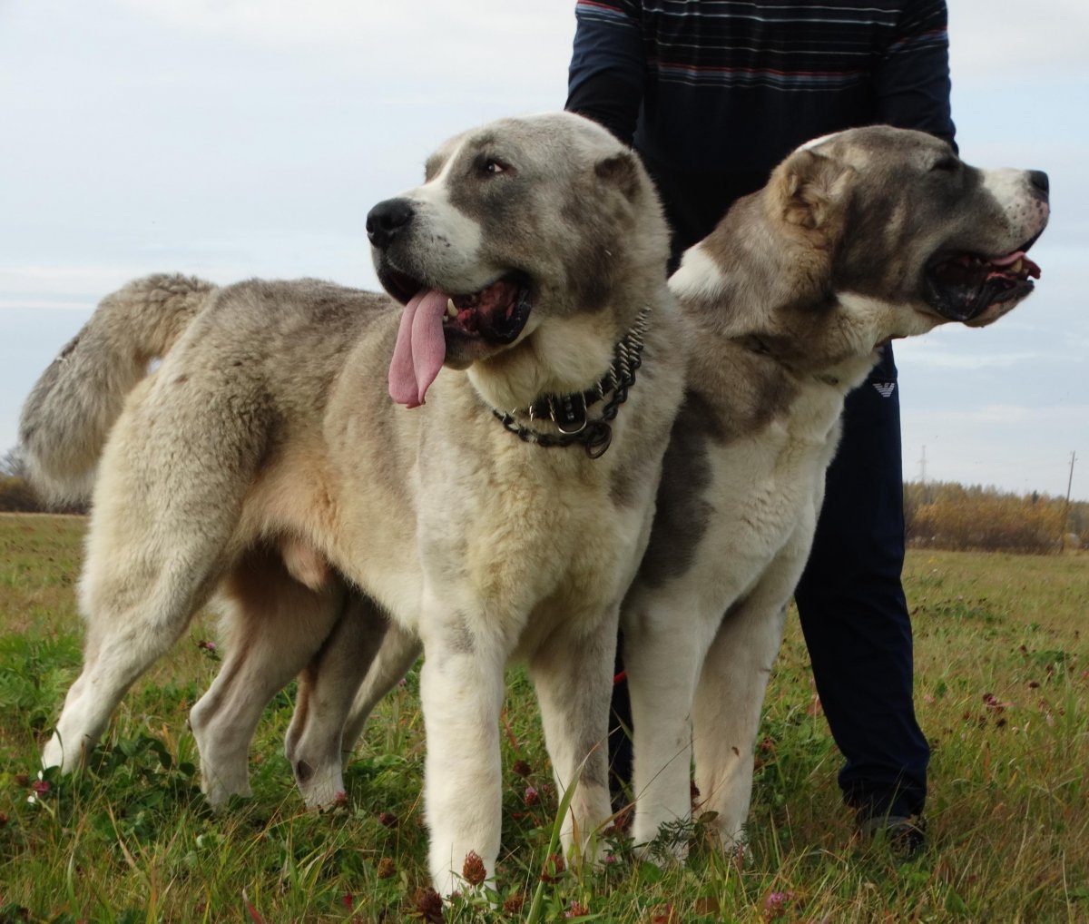 Волкодав кавказский алабай