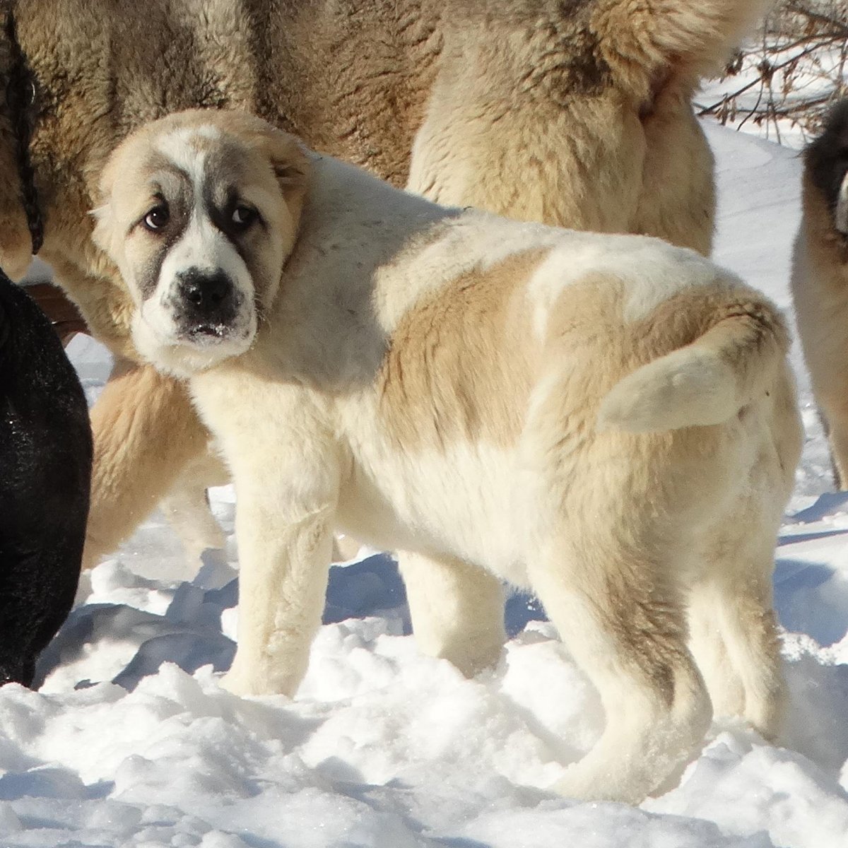 Кавказская овчарка на цепи