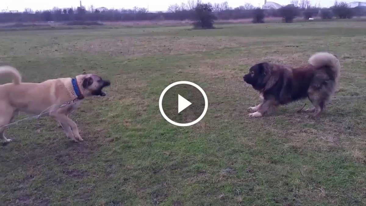 Сенбернар и алабай