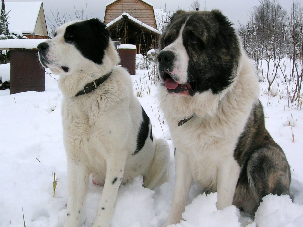Смесь алабая и кавказской овчарки
