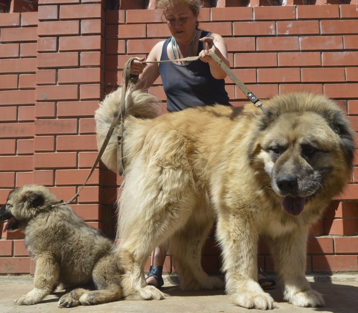 Кавказская овчарка и алабай помесь