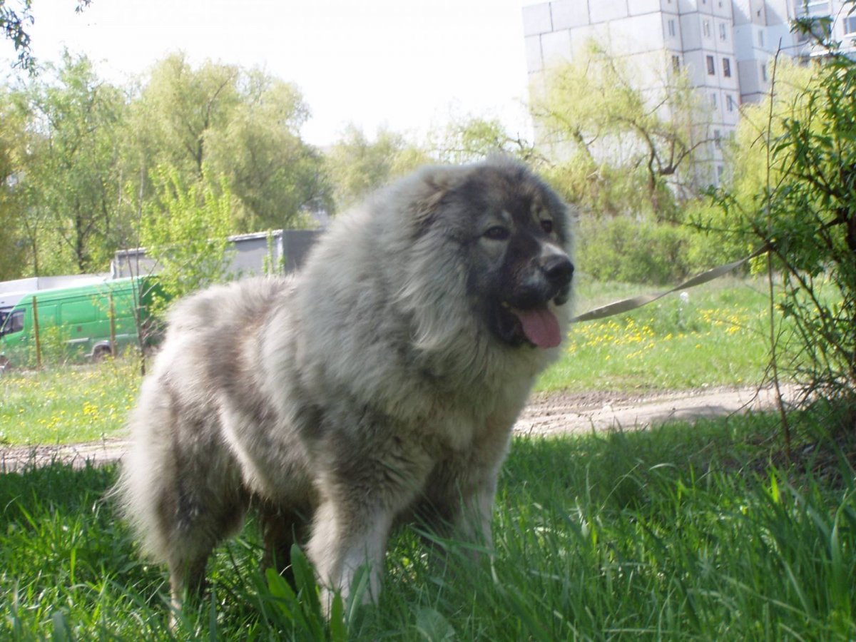 Туркменский алабай кангал