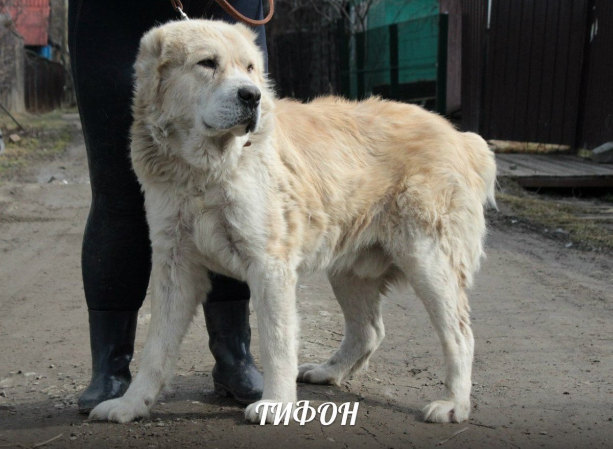 Кавказская овчарка и алабай помесь