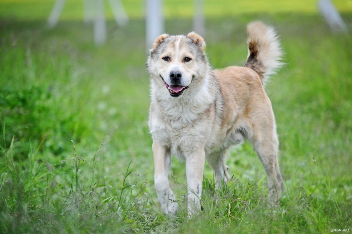 Алабай чёрного цвета