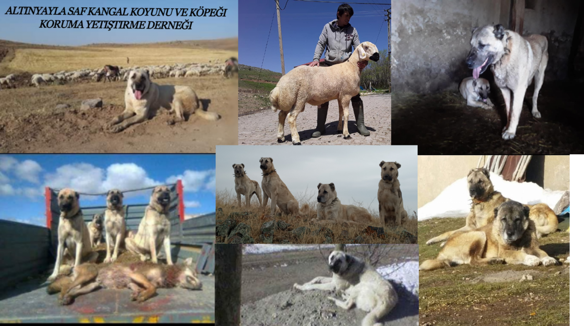 Мама Кавказская овчарка папа алабай