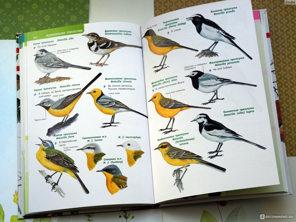 Определитель птиц Астраханской