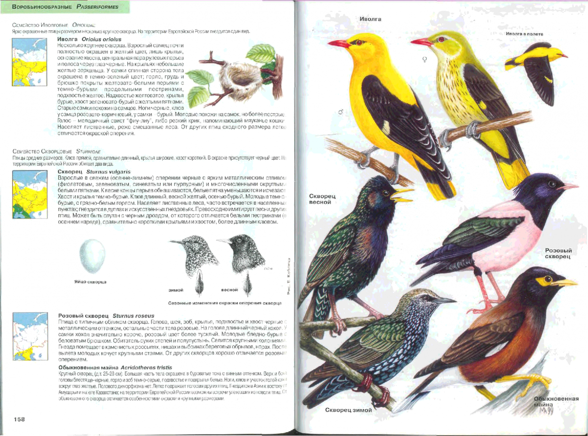 Птицы России определитель Мосалов
