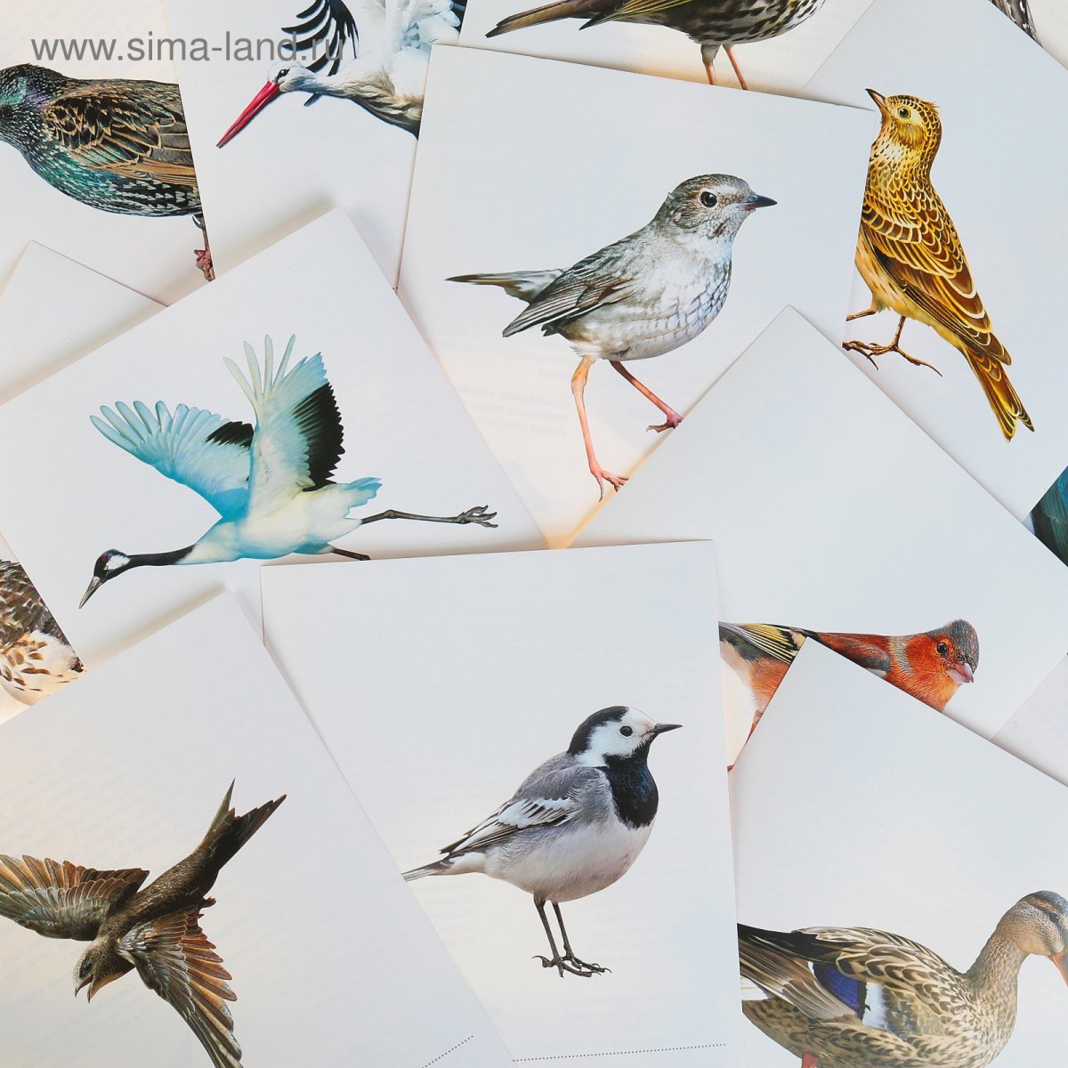 Птицы Подмосковья полевой определитель