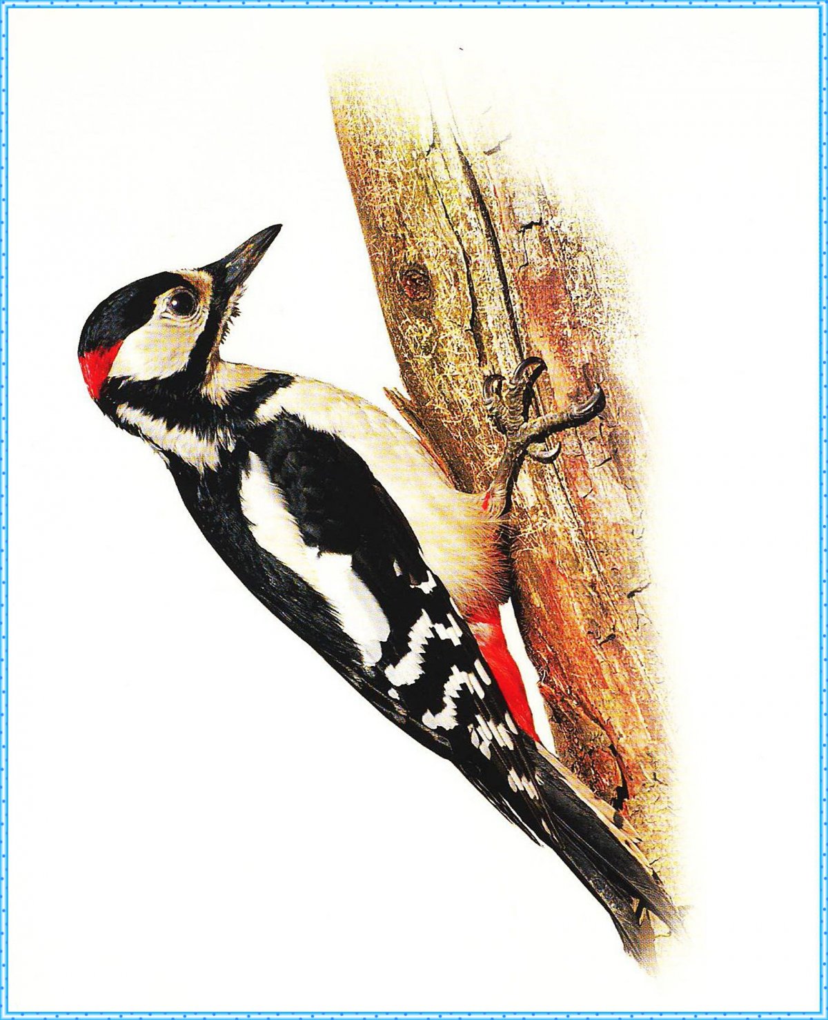 Дятел зимующая птица