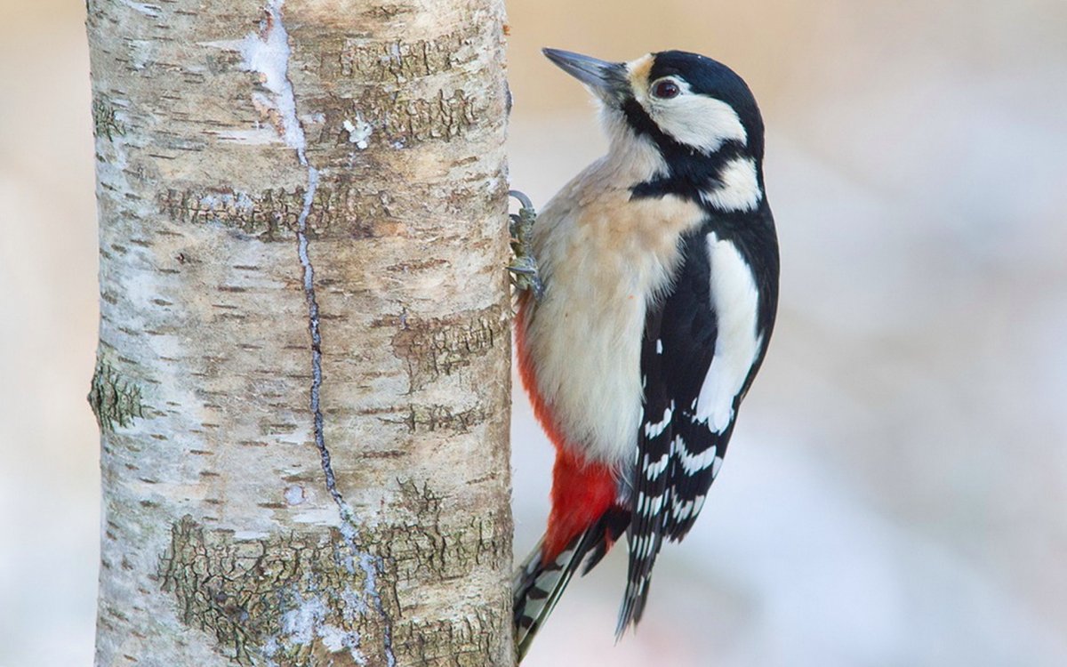 Пестрый дятел зимой
