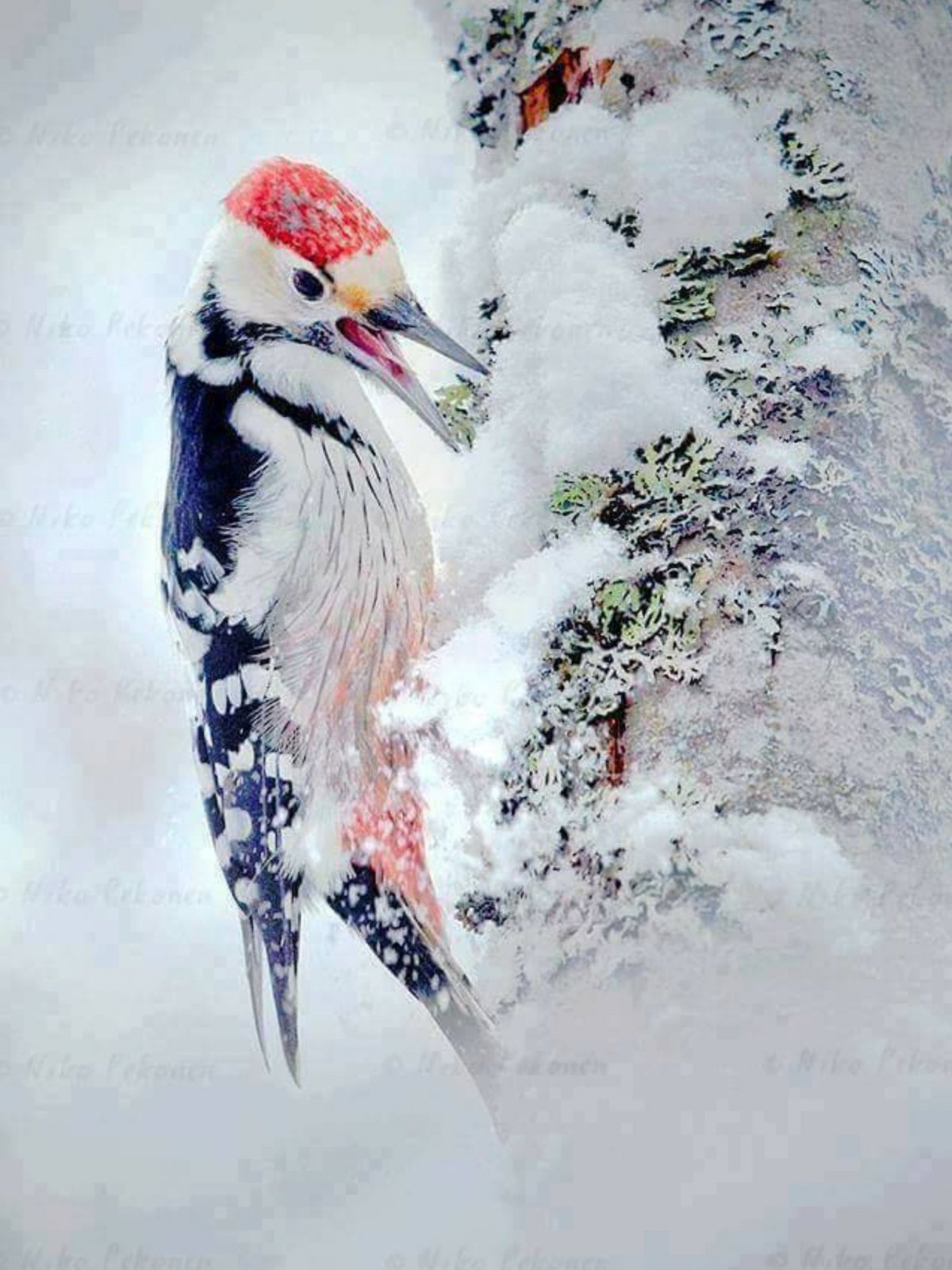 Дятел Красношапочник