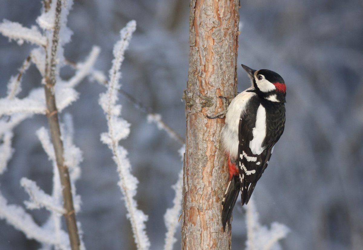 Пестрый дятел зимой