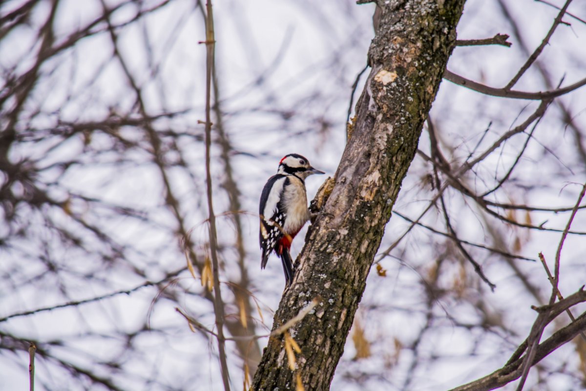 Дерево с дятелами зимой