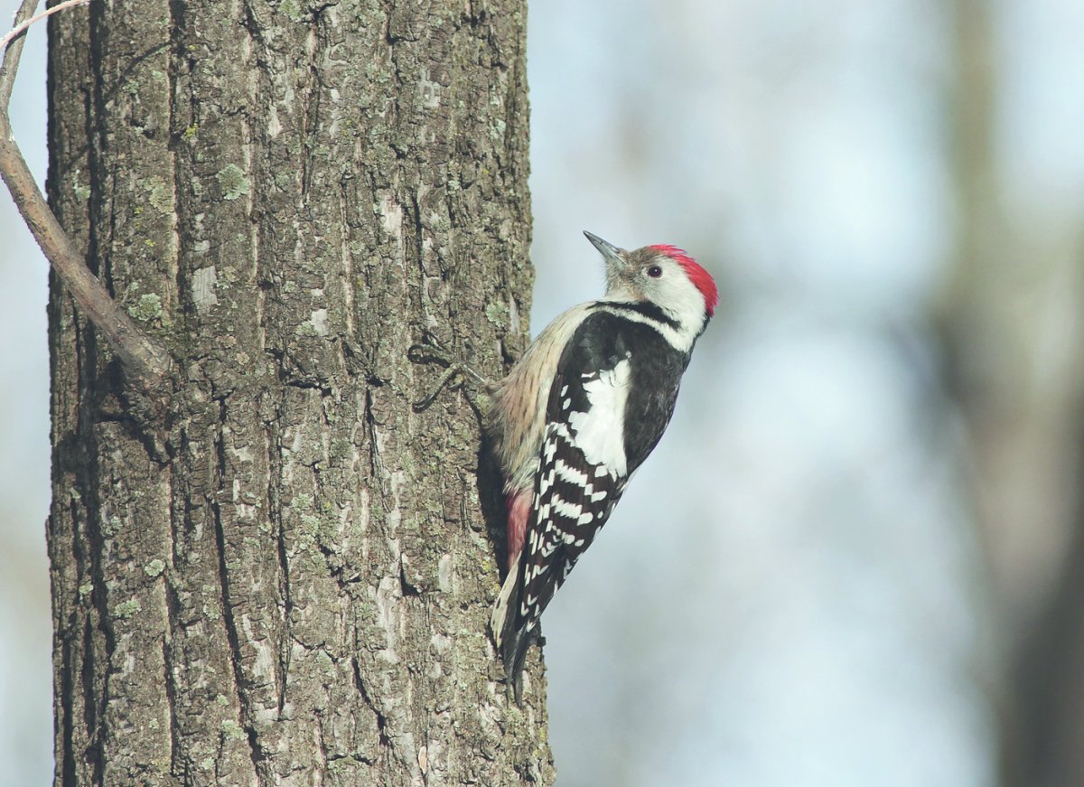Большой пестрый дятел в полете