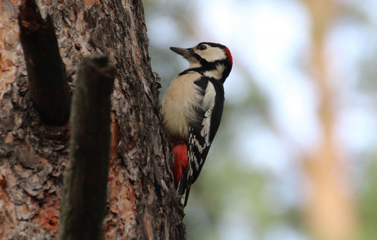Большой пёстрый дятел