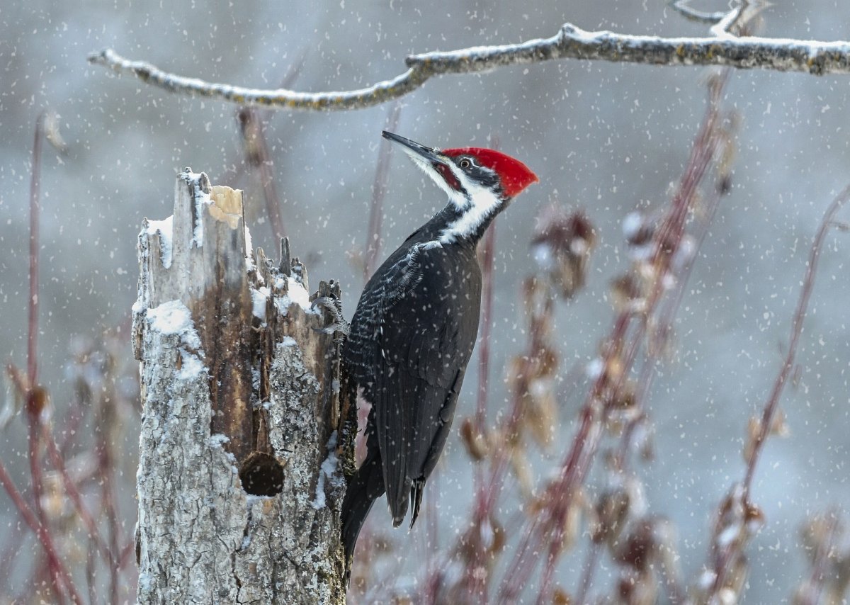 Средний пёстрый дятел ареал