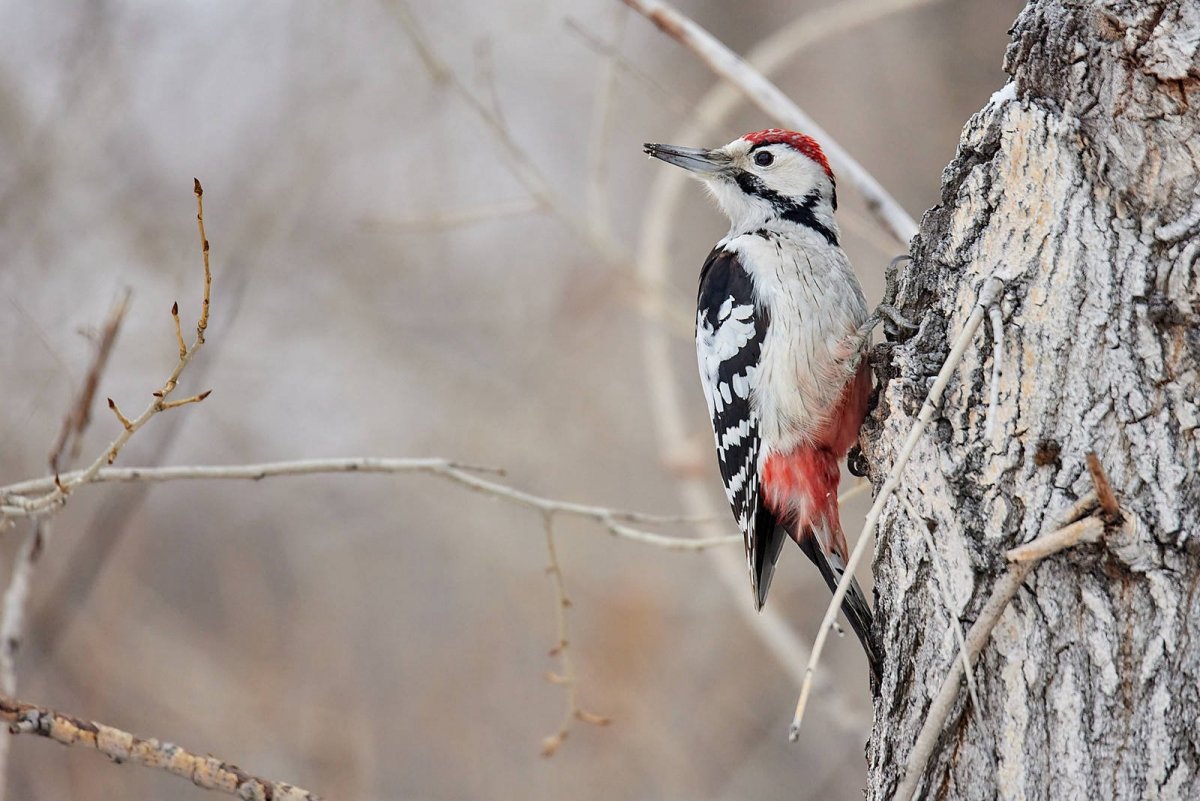 Дятел зимующая птица для детей