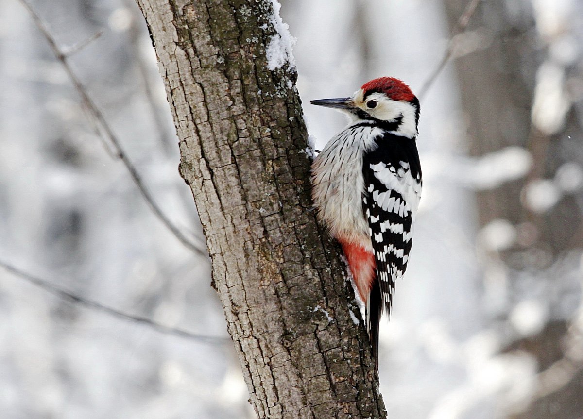 Птица дятел