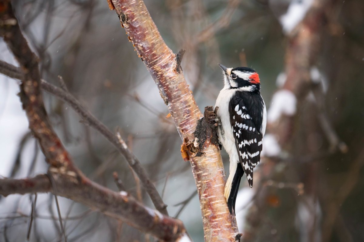 Дятел на снегу