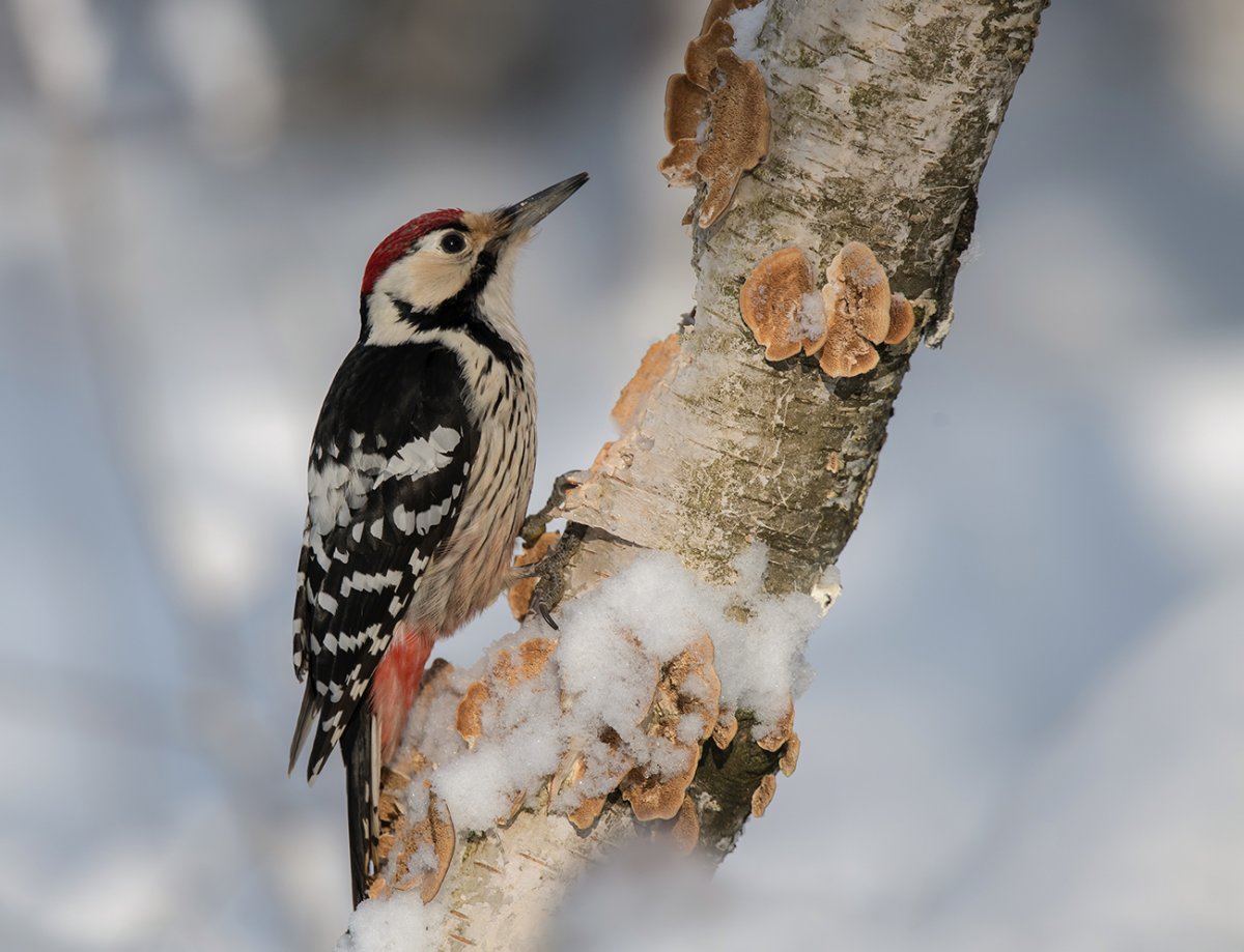 Краснохвостый дятел