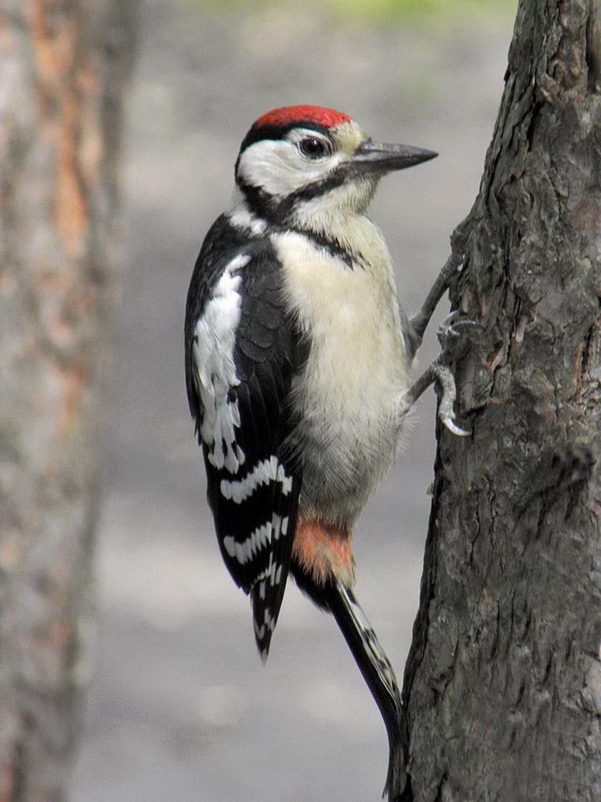 Большой пёстрый дятел зимой